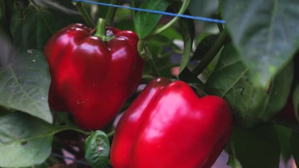 Sluiten van grote rode paprika klaar om te oogsten. — Stockvideo