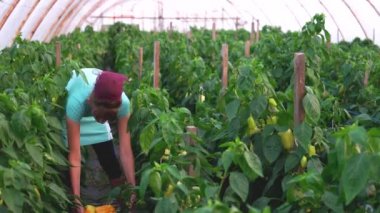 Sarı dolma biber toplayan kadın işçi..