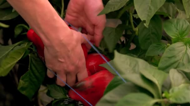 Campesina manos recogiendo pimientos rojos. — Vídeos de Stock