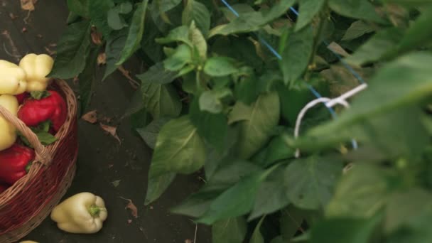 Basket with freshly harvested bell peppers. — Stock Video