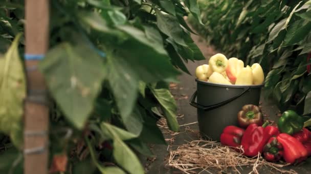 Vers geoogste paprika 's in de kas. — Stockvideo