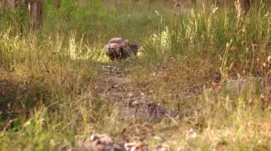 RC arabası yabani otların arasında hareket ediyor.