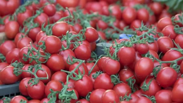 Свіжий ринок помідорів . — стокове відео