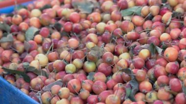 Cennet elmaları yığını kapanıyor..