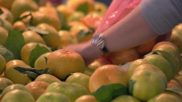 Mandarinen auf dem Wochenmarkt hautnah. — Stockvideo