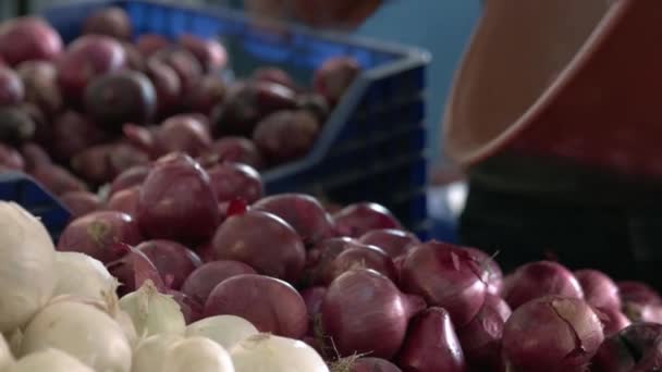 Fermer agriculteur mettre des ampoules d'oignon dans les boîtes de marché. — Video
