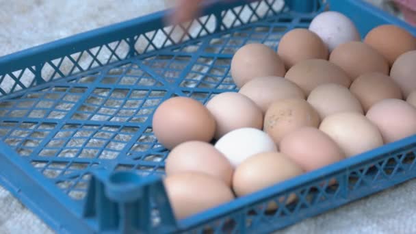 Kutuda sağlıklı organik yumurtalar. — Stok video