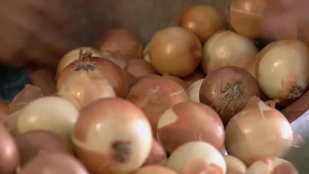 Ein Stapel goldener Zwiebeln auf dem Bauernmarkt. — Stockvideo