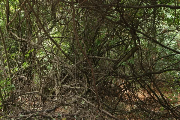 Verdrehte Äste im Hintergrund. Wilde Natur. — Stockfoto