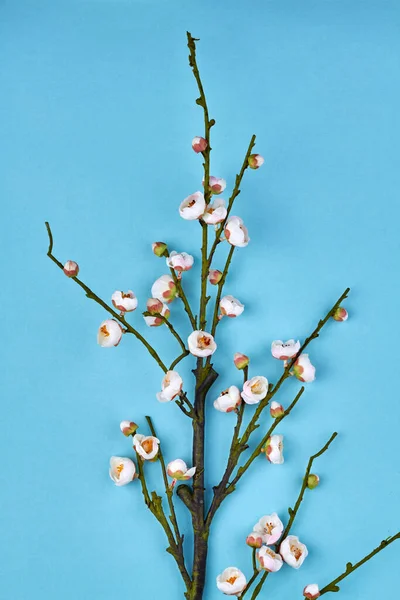 Κάθετη λήψη ανοιξιάτικου κλαδιού με μικρά λουλούδια. — Φωτογραφία Αρχείου