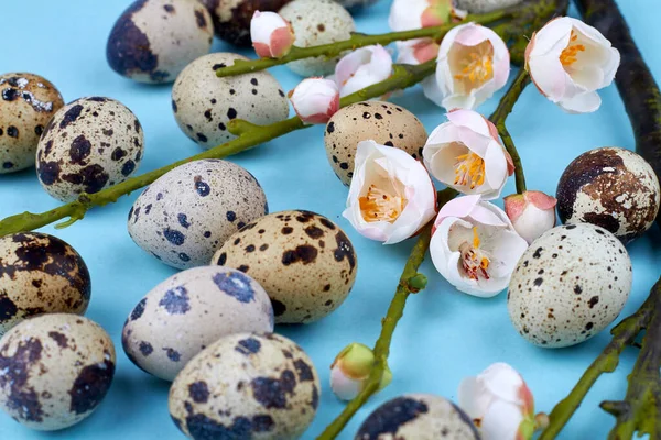 Primeros planos pequeños huevos de codorniz y flores blancas. — Foto de Stock