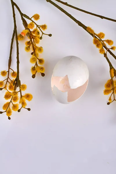 Willow Paskah kuning dan kulit telur yang rusak. — Stok Foto