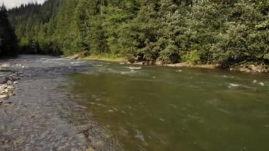 Ormanın ortasındaki hızlı dağ nehri yaz manzarası.