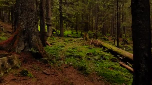 산속의 오래 된 숲. — 비디오