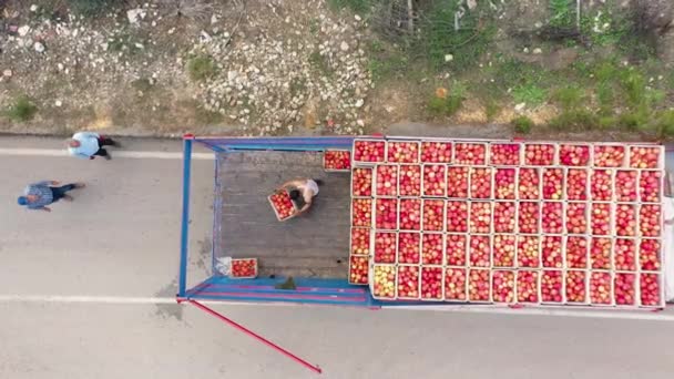 Los trabajadores cargan un camión con frutas de granada recién recogidas. — Vídeo de stock
