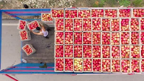İşçiler yeni toplanmış nar meyveleriyle birlikte kutular taşıyorlar.. — Stok video