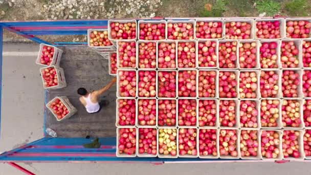 Рабочие грузят коробки с фруктами на грузовик. Вид сверху с беспилотника. — стоковое видео
