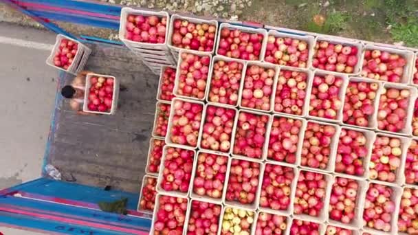 Los trabajadores de movimiento rápido cargan un camión. Recolección de granadas. — Vídeo de stock