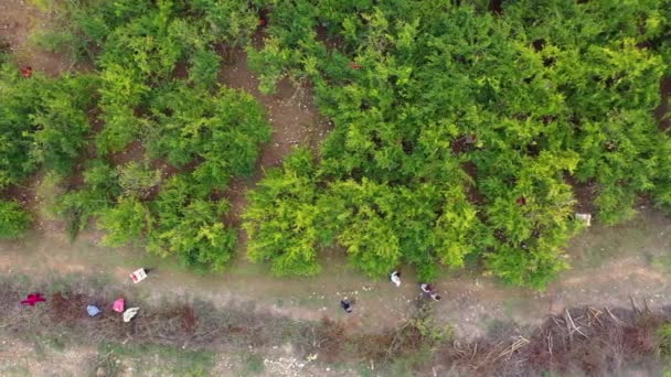 Vista aérea de drones de los trabajadores en un cultivo de cosecha en el campo. — Vídeos de Stock