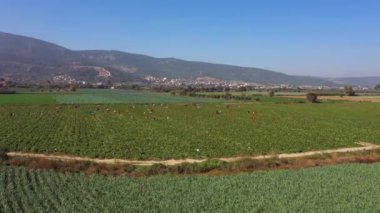 Arka planda dağlar olan tarım manzarası.