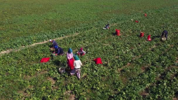 Widok pracowników na polu rolnym w sezonie letnim. — Wideo stockowe