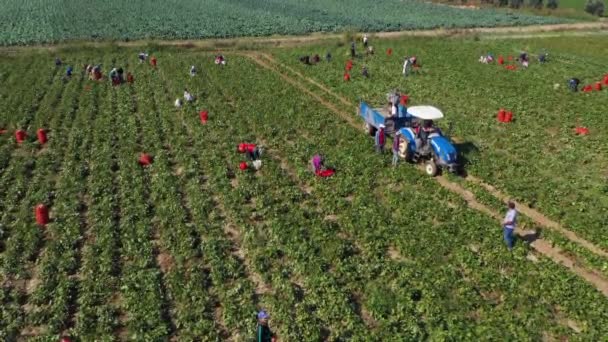 Vista aérea das pessoas que trabalham no campo. Trabalhadores agrícolas colheita de culturas. — Vídeo de Stock