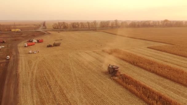 Jordbruksmaskiner som samlar mogen majsgröda. — Stockvideo