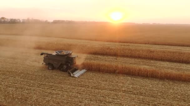 Güneşli bir günde hasatçıyı, olgun mısırı hasat ederken birleştirin.. — Stok video