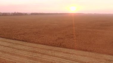 Olgun mısır tarlasının havadan görünüşü.