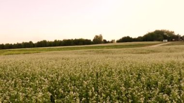 Beyaz çiçekli geniş kırsal alan.