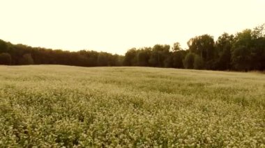 Beyaz çiçek tarlasında geriye doğru gidiyor..