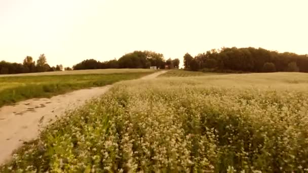 Квіти поле і стежка в селі . — стокове відео