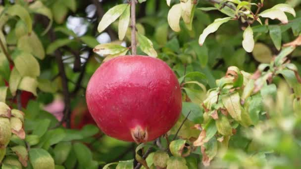 Frutto di melograno maturo rosso appeso al ramo verde dell'albero. — Video Stock