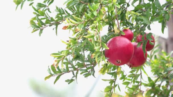 Frutos rojos maduros de granada que cuelgan de una rama de árbol verde. — Vídeo de stock