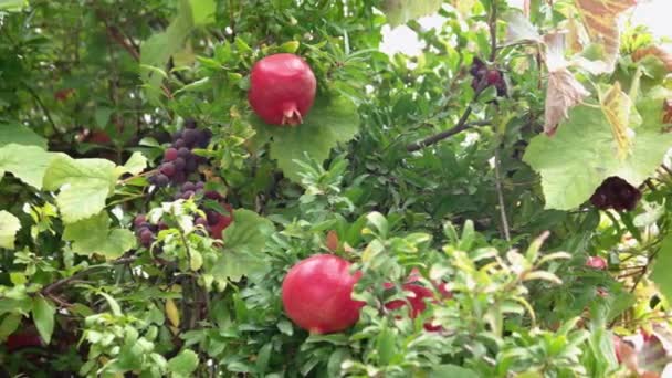 Healthy fruits ripening in the garden close up. Pomegranate fruits and grape ready for harvesting. — Stock Video