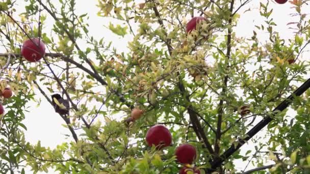 Amadurecimento de frutas de romã na árvore. Conceito de agricultura. — Vídeo de Stock