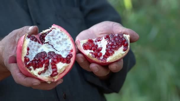 Közel a kezét érett férfi kezében friss érett gránátalma gyümölcs. — Stock videók