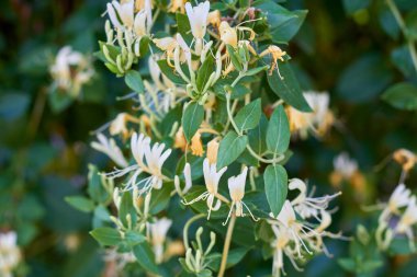 Bahçedeki taze bahar orkidesi çiçekleri..