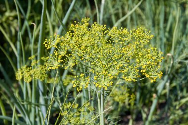 Bahçede çiçek açan maydanoz çiçekleri..