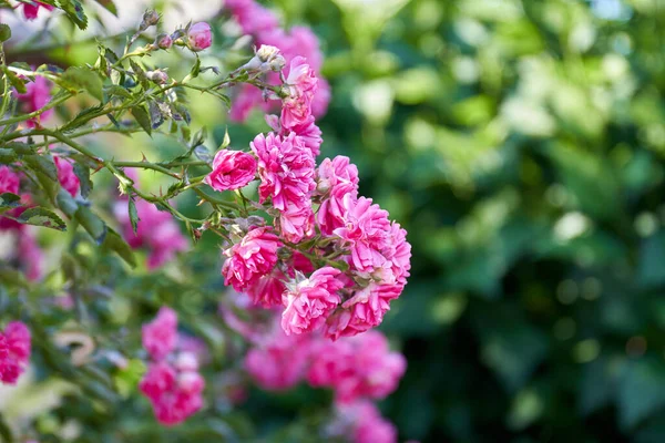 Viele schöne Rosenblüten wachsen im Sommergarten. — Stockfoto