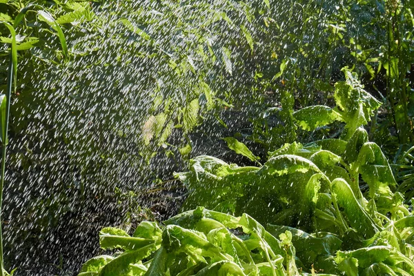 Pulverización de riego verde jardín de verano al aire libre. —  Fotos de Stock