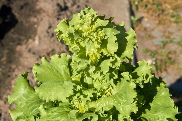 Hojas húmedas de ensalada de lechuga fresca que crecen en el jardín. —  Fotos de Stock