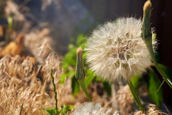 Large fluffy dandelion flower amoung dry grass. — Stock Photo, Image