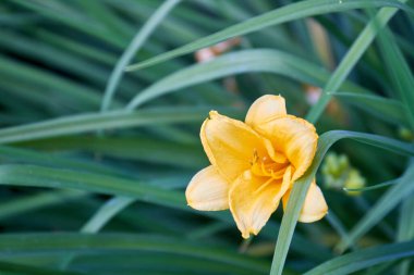 Bahçede yetişen sarı Amaryllis çiçeği..