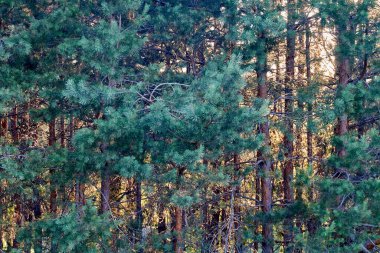 Yeşil çam ağaçları ormanı. Vahşi ormanın manzarası.