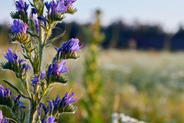 Yakın plan büyüyen mor çiçek, arka planda bulanık..