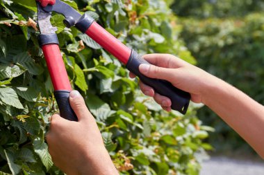 Kırpma aracıyla çalıları buduyor..