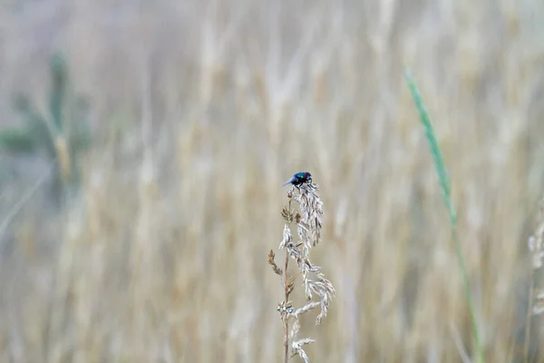 Close-up sentado voar no espigão de trigo. Alimentos biológicos secos. — Fotografia de Stock