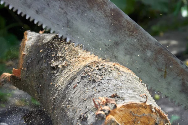 Close-up cross cut saw cutting a tree log. — Stock Photo, Image