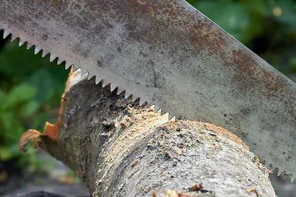 Nahaufnahme alter rostiger Säge beim Fällen eines Baumstammes. — Stockfoto